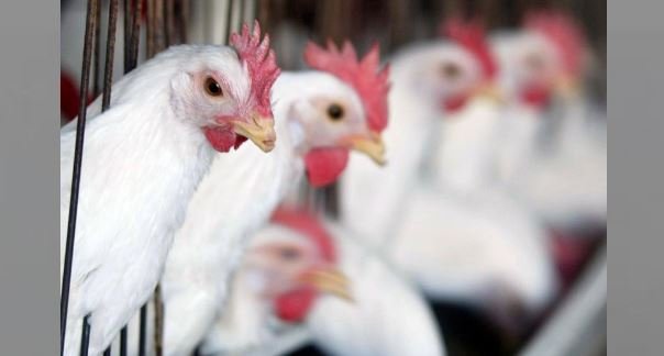 gà đá thầy giáo chương gò công,Đặc Biệt: Gà Đá Thầy Giáo – Chương Trình Gò Công gà đá thầy giáo chương gò công,Đặc Biệt: Gà Đá Thầy Giáo – Chương Trình Gò Công
