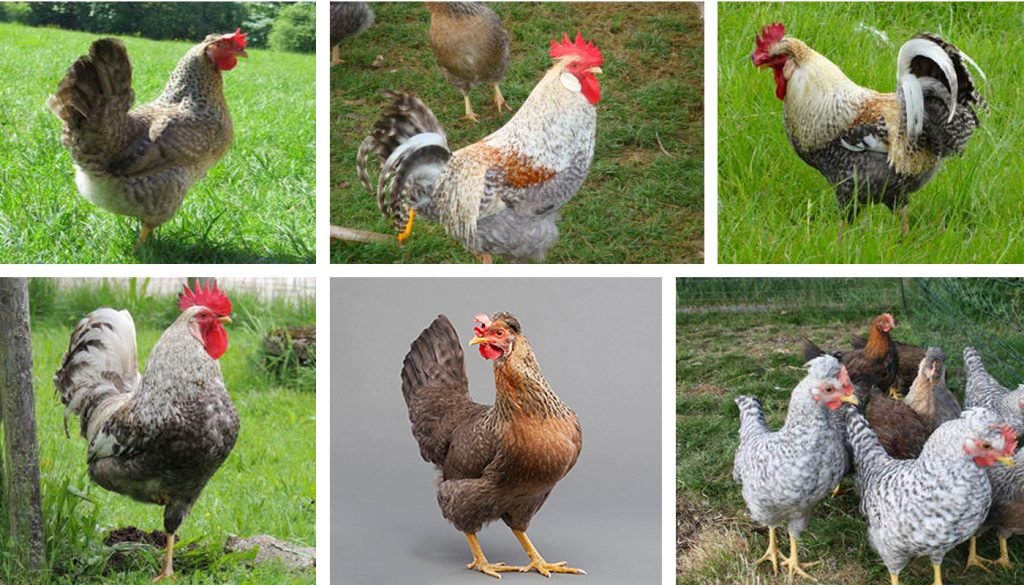 đá gà trên cao,Giới thiệu đá gà trên cao,Giới thiệu