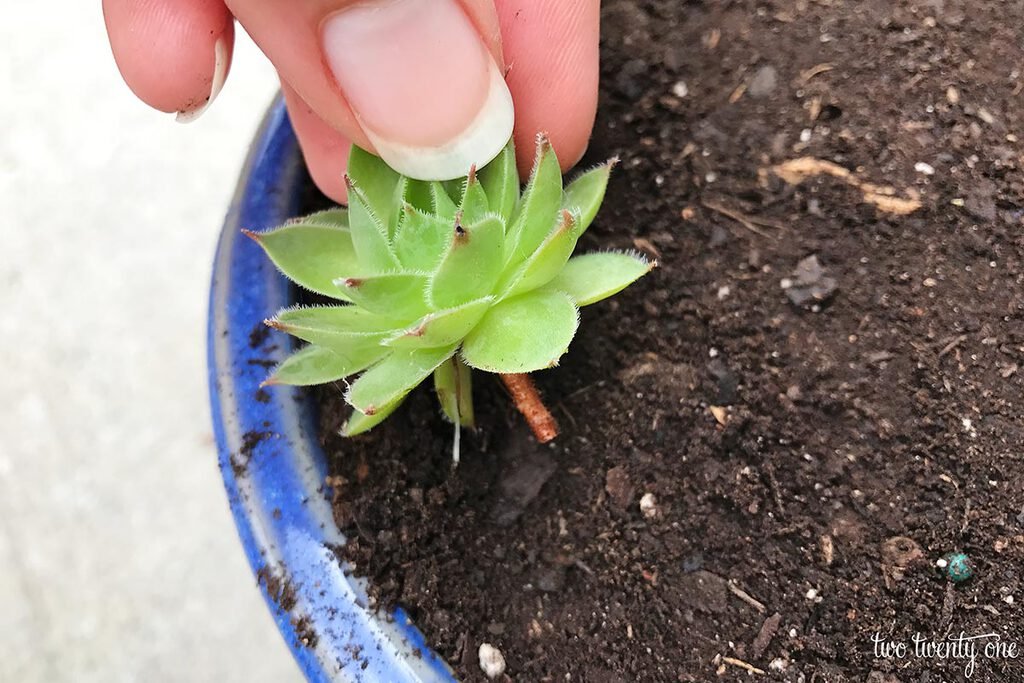 gà chó đá nhau,Giới thiệu chi tiết về bài viết “Gà chó đá nhau” gà chó đá nhau,Giới thiệu chi tiết về bài viết “Gà chó đá nhau”