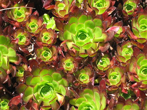 trại gà đá quang trung,Giới thiệu về trại gà đá Quang Trung trại gà đá quang trung,Giới thiệu về trại gà đá Quang Trung