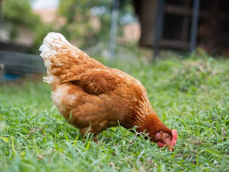 đá gà bên cam,Đá gà bên cà phê: Thứ hai – Một cuộc gặp gỡ đặc biệt