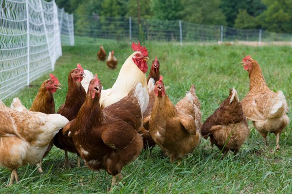 đá gà cựa sắt việt nam 2018,Đá gà cựa sắt Việt Nam 2018: Thứ hai – Độ c giới thiệu chi tiết đá gà cựa sắt việt nam 2018,Đá gà cựa sắt Việt Nam 2018: Thứ hai – Độ c giới thiệu chi tiết