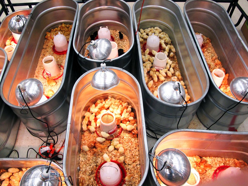 các bổn gà tre nào đá hay nhất,Giới Thiệu Về Gà Tre Đá các bổn gà tre nào đá hay nhất,Giới Thiệu Về Gà Tre Đá