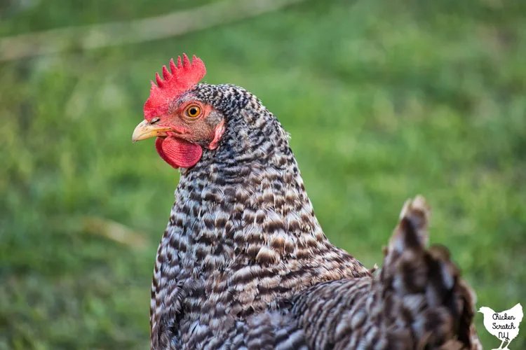 xem gà đá thomo,Giới thiệu chi tiết về Xem gà đá và Thomo xem gà đá thomo,Giới thiệu chi tiết về Xem gà đá và Thomo