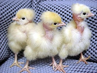 đá gà bến cam,Đá gà bến cam: Thứ hai – Một cuộc chiến đầy kịch tính đá gà bến cam,Đá gà bến cam: Thứ hai – Một cuộc chiến đầy kịch tính