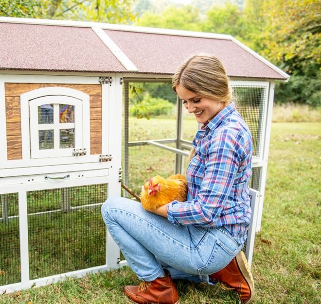bí quyết chọn và nuôi gà đá bí quyết chọn và nuôi gà đá