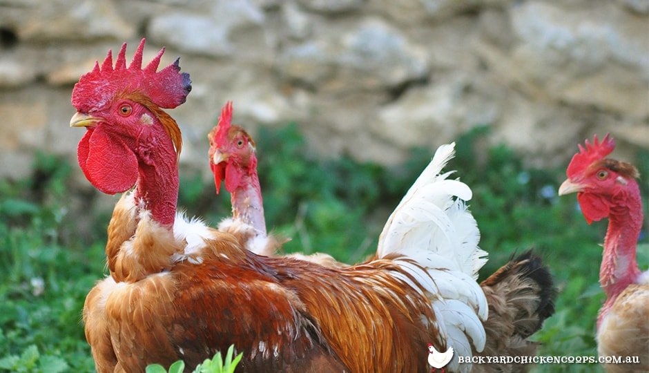 gà đá nâu,Giới thiệu chi tiết về Gà đá nâu gà đá nâu,Giới thiệu chi tiết về Gà đá nâu