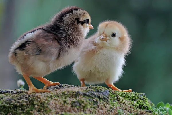 bắt đá gà ở hà nội,Bắt đá gà ở Hà Nội: Lời cảnh báo và những điều cần biết bắt đá gà ở hà nội,Bắt đá gà ở Hà Nội: Lời cảnh báo và những điều cần biết