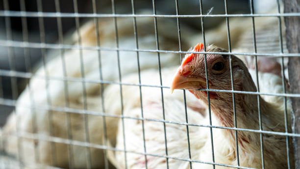 xem đá gà trực tiếp thomo ngày nay,Giới Thiệu Độ C Xem Đá Gà Trực Tiếp Thomo Ngày Nay xem đá gà trực tiếp thomo ngày nay,Giới Thiệu Độ C Xem Đá Gà Trực Tiếp Thomo Ngày Nay