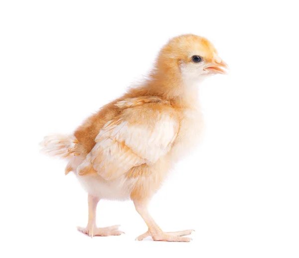 xem màu mạng gà đá hôm nay,Độ C Giới Thiệu Bài Viết: Xem Màu Mạng Gà Đá Hôm Nay xem màu mạng gà đá hôm nay,Độ C Giới Thiệu Bài Viết: Xem Màu Mạng Gà Đá Hôm Nay