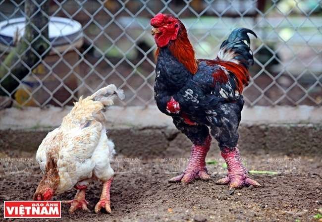 đá gà trực tiếp 67 2017,Đá gà trực tiếp 67 2017: Thứ hai, Những Chi Tiết Độ C Đáng Nhận Thức đá gà trực tiếp 67 2017,Đá gà trực tiếp 67 2017: Thứ hai, Những Chi Tiết Độ C Đáng Nhận Thức