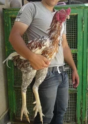 đá gà cựa đá gà cựa,Đá gà cựa: Giới thiệu chi tiết về nghệ thuật đối kháng truyền thống đá gà cựa đá gà cựa,Đá gà cựa: Giới thiệu chi tiết về nghệ thuật đối kháng truyền thống