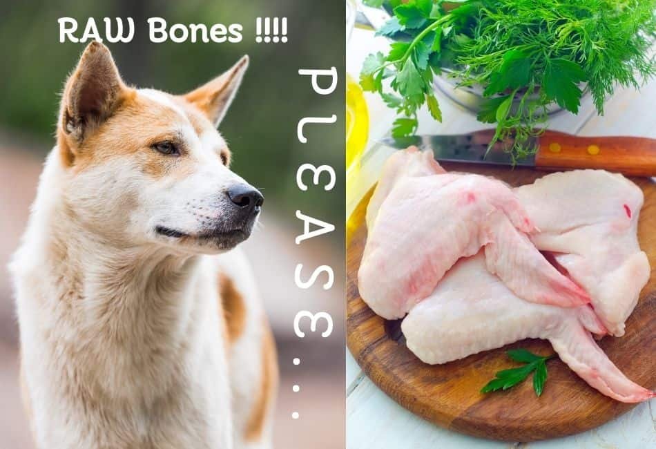 gà butcher đá cựa sắt,Giới thiệu chi tiết về gà butchert đà cựa sắt gà butcher đá cựa sắt,Giới thiệu chi tiết về gà butchert đà cựa sắt