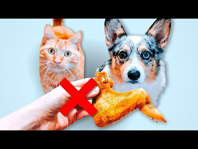 gà rừng đá cựa sắt,Giới thiệu chi tiết về gà rừng đá cựa sắt gà rừng đá cựa sắt,Giới thiệu chi tiết về gà rừng đá cựa sắt