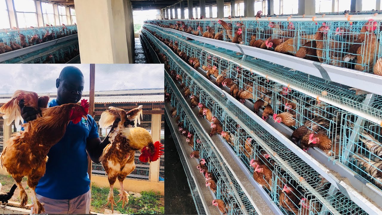 gà đá hầu dọc,Giới Thiệu Bài Viết: “Gà Đá Hầu Dọc – Thứ Hai Cho Tiêu Đề Bài Viết Đặc Biệt” gà đá hầu dọc,Giới Thiệu Bài Viết: “Gà Đá Hầu Dọc – Thứ Hai Cho Tiêu Đề Bài Viết Đặc Biệt”