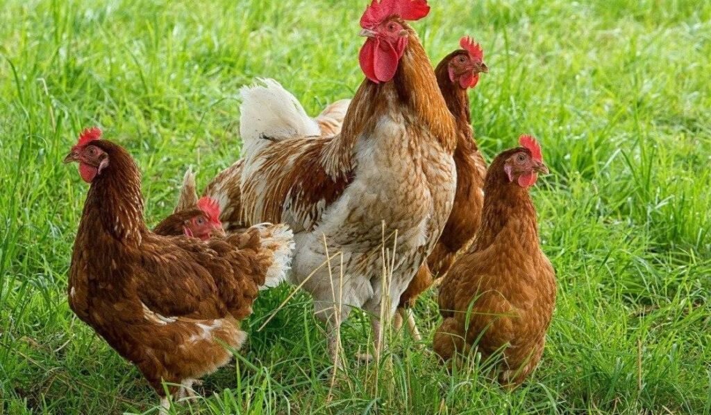 Khám phá những thuật ngữ thú vị về gà chọi bằng tiếng Anh